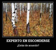 Desafíos indicados para todas las edades, aunque especialmente. Experto En Esconderse Imagenes Ocultas Acertijos Mentales Desafios