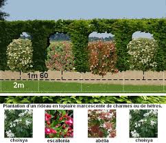 Haie Decorative Une Haie Fleurie Toute L Annee Amenagement Jardin Paysager Plan Jardin Amenagement Jardin