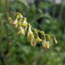 Image result for Astragalus