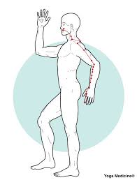 This meridian goes up along the lateral part of the arm, then it divides into two paths, one towards the lung and the large intestine and one towards teeth and nose. What Traditional Chinese Medicine Says About Fall Yoga Medicine