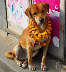 How To Help Rescue Dogs From China S Yulin Dog Meat Festival Dogs Dog Rules Big Dogs
