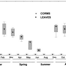 Image result for Macrotyloma maranguense