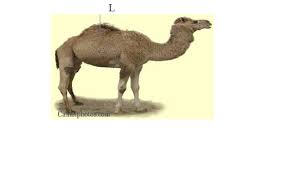 Prohibited or that use prohibited materials. The Diagram Below Is An Illustration Of A Camel Study It And Answer The Questions That Follow