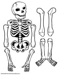 An orthopaedic surgeon named harold. How To Make A Human Skeleton Out Of Paper 12 Steps