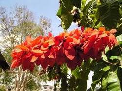 Sep 28, 2018 · the mahogany tree is the country's national tree, and the mahogany flower is the national dominican flower. Ministry Of Foreign And Caricom Affairs National Flower