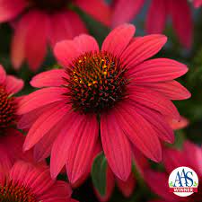 The plants live for up to 50 years and grow four feet tall. Award Winning Perennials For Mn Gardeners In 2020