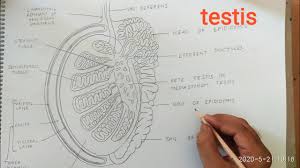 See more ideas about anatomy, anatomy drawing, anatomy reference. How To Draw Testis Anatomy Diagram Youtube