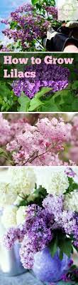 How To Grow Lilacs Bless My Weeds Lilac Gardening Flower Garden Plants