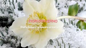 Su mediterranea un'ampia gamma di prodotti per il tuo benessere e la tua bellezza. Fiori In Inverno Dall Elleboro Al Cavolo Ornamentale Video Io Donna