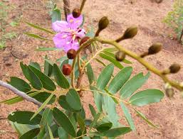 Image result for Baikiaea