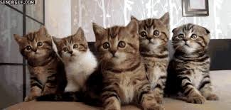 On this page you will find the most loved cat gif animations. I Would Be The White One Of This Group Cat Cute Animals Animals Animated Animals