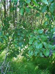 Invasive plant fact sheets for help in identification of invasive plants, treatment, and protection suggestions for your property, explore the dcnr fact sheets below. Alaskan Alder And Willow Shrublands
