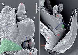 Image result for Pycreus pumilus