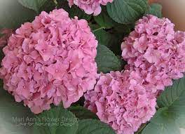 Pin By Jose Ferreira De Melo On Hortensie Hydrangea Garden Hydrangea Flowers