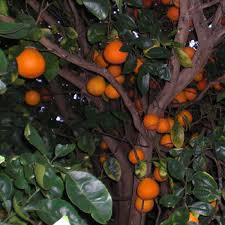 What is a minneola fruit? 4 5 Year Old Orlando Tangelo Tree