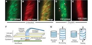 Microtubules function in plant cell. The Role Of Microtubules And Cellulose Microfibrils In Helical Growth Download Scientific Diagram