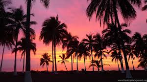 Sail away sunset background 20 nautical ps brushes abr. Beach Sunset Palm Tree Tumblr Desktop Background