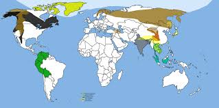 Black Bear Range Map Map Of Bear Species Distribution Png 1600 794 Detailed World Map Map Map Vector