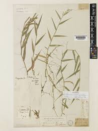 Image result for Acroceras