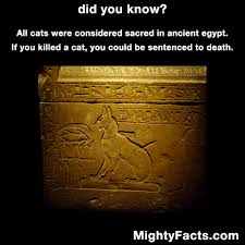 Do you know where domestic cats came from? I Think That Should Be The Punishment Now Wtf Fun Facts Wow Facts Cat Facts
