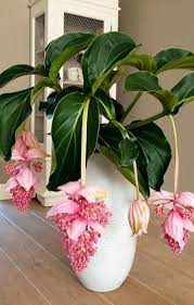 Planting flowers garden projects indoor plants diy garden container gardening succulents indoor plants indoor garden succulent garden indoor. Medinilla Magnifica Philippine Orchid Start A Easy Flower Backyard Garden Project Plants Planting Flowers House Plants