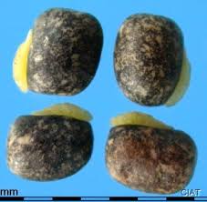 Image result for Vigna oblongifolia