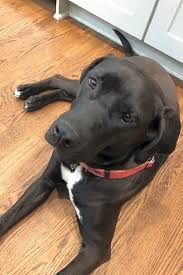 Due to our limited budget, we are unable to save many pets that are healthy and adoptable. Looking To Adopt A Pet Here Are 5 Delightful Doggies To Adopt Now In