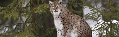 We would like to show you a description here but the site won't allow us. Luchs Lynx Lynx Wildland Stiftung Bayern