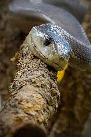 Black Mamba Black Mamba Snake Black Mamba Snake