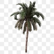 Grune Tropische Pflanzenpalmenblattgrenze Rand Clipart Palmblatt Botanik Png Und Psd Datei Zum Kostenlosen Download Palm Tree Png Dates Tree Palm Tree Silhouette