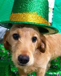 Home At Last Dog Rescue Pa On Instagram Never Iron A Four Leafed Clover You Don T Want To Press Your Luck In 2020 Rescue Dogs St Patrick S Day Press Your Luck