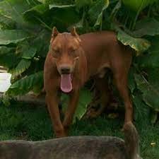 12 Canis Panther Ideas Canis Doberman Dogs