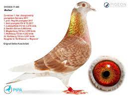 Pin On Pigeon