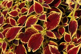 Taller varieties can be used in borders, and shorter varieties can be grown in pots. Coleus Scutellarioides Coleus Coleus Wizard Painted Nettle Trailing Coleus North Carolina Extension Gardener Plant Toolbox
