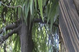 Banyak sekali manfaat dari kulit kayu mesoyi/ masoyi, bisa cek google. Eboni Pohon Unggulan Sulawesi Yang Mahal Dan Langka Satu Harapan