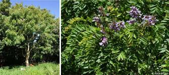 Image result for Millettia grandis