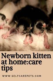 Newborn Kitten At Home Care Tips Newborn Kittens Kitten Care Pet Care Cats