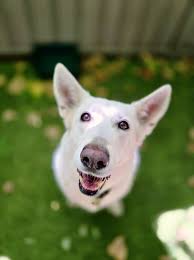 Paws Claws And Beaks...