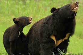 Asiatic Black Bear Range Map Pin By Naomi Mckenzie On Animals Bear Stuffed Animal Black Bear Asiatic Black Bear