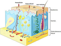 The cancer council has warned against the use of aerosol sunscreens after a study by the queensland university of technology found the products were diluted and took a minute of spraying to dispense enough sunscreen for full body coverage. Frontiers Toxicity Evaluation Of Tio2 Nanoparticles On The 3d Skin Model A Systematic Review Bioengineering And Biotechnology