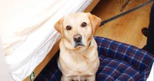 You don't need to leave your dog at home when you choose a parkdean resorts holiday! Pet Friendly 4 Berth Large 2 Berth Outside Cabin Cap Finistere Brittany Ferries