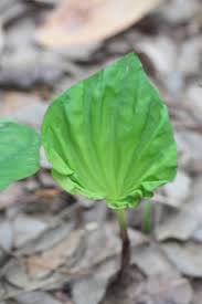 Image result for Nervilia bicarinata