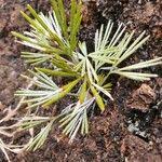 Image result for Actiniopteris semiflabellata