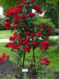 Rose Wie Ulmer Munster Seite 2 Rund Um Die Rose Mein Schoner Garten Online Kletterrose Garten Rosen