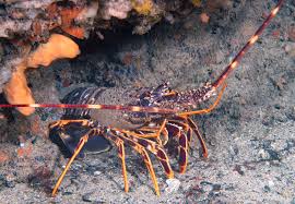 Image result for Palinurus elephas