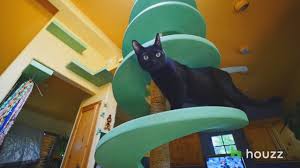 $13,183 raised since sept., 2016. We Revisit Man S Cat Playland And Our Hearts Explode Again Youtube
