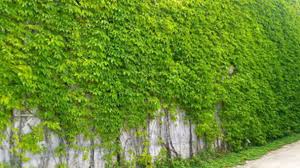 I planted my boston ivy in early march at the base of a northwestern brick wall. Boston Ivy Parthenocissus Tricuspidata Profile Rayagarden