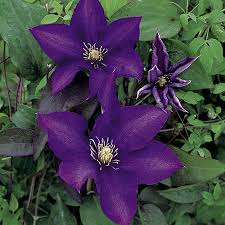 Branches are clad with attractive dark green leaves. Clematis Arabella Summer Flowering Non Climbing Herbaceous Variety Easy To Grow 1 Litre Pot Vines Garden Outdoors Clinicadelpieaitanalopez Com