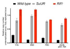 Two Proteins Slow Down The Train Of Dna Replication In