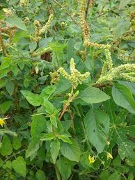 Image result for Amaranthus dubius